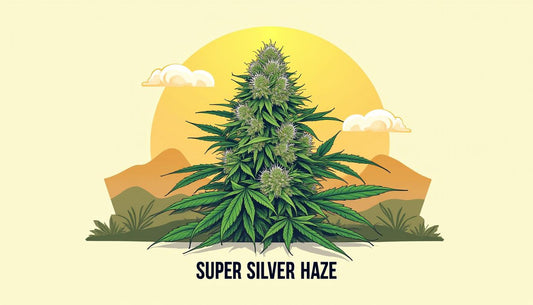 SUPER SILVER HAZE CBD MAFRENCHWEED LIGHT